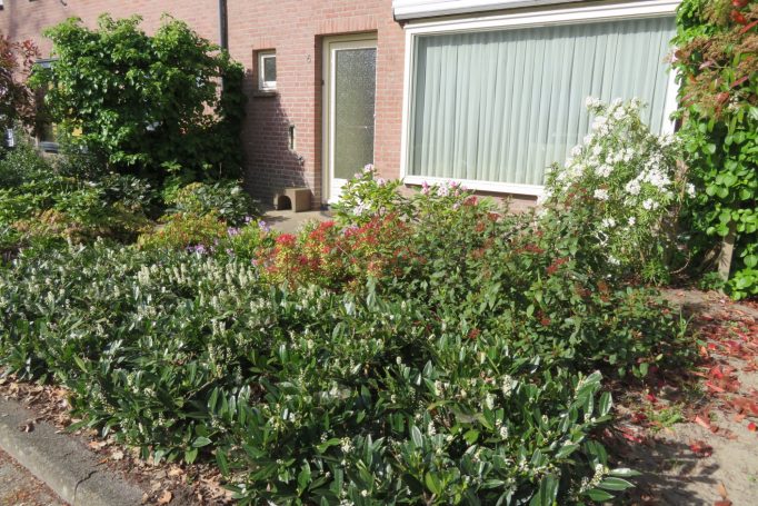 Onderhoudsarme voortuin bij tussenwoning met sterke, bloeiende planten in groepen; in bloeiboog. 
©A. Berkenveld